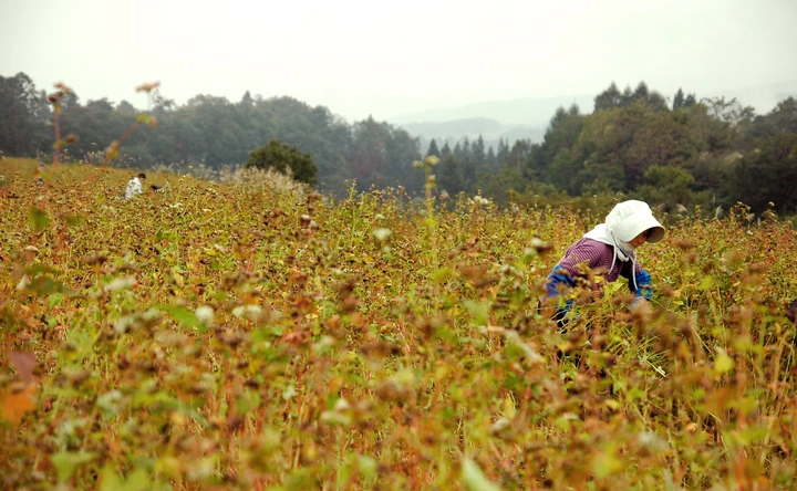 Harvesting Soba in Japan