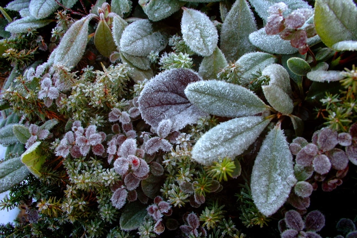 459_frost_291449848_o