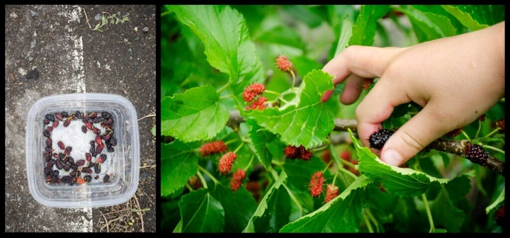 273_10443066_10152544503168203_8964401733663222813_o-1024x478