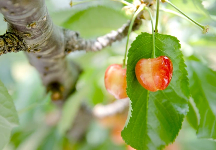 288_7439738542_f6ec8be624_k-1024x713